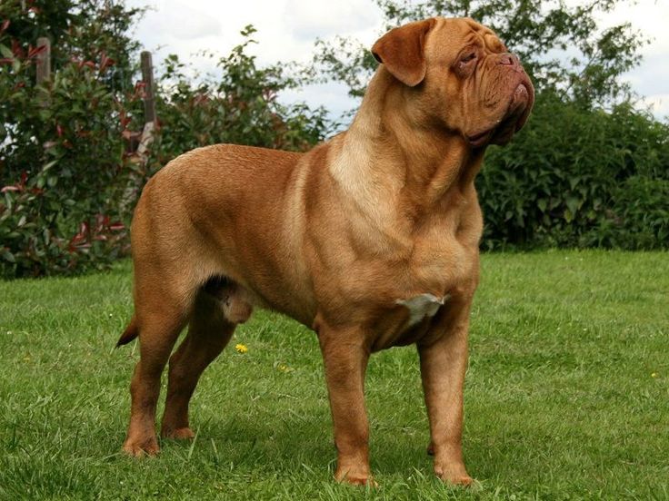 Dogue de Bordeaux